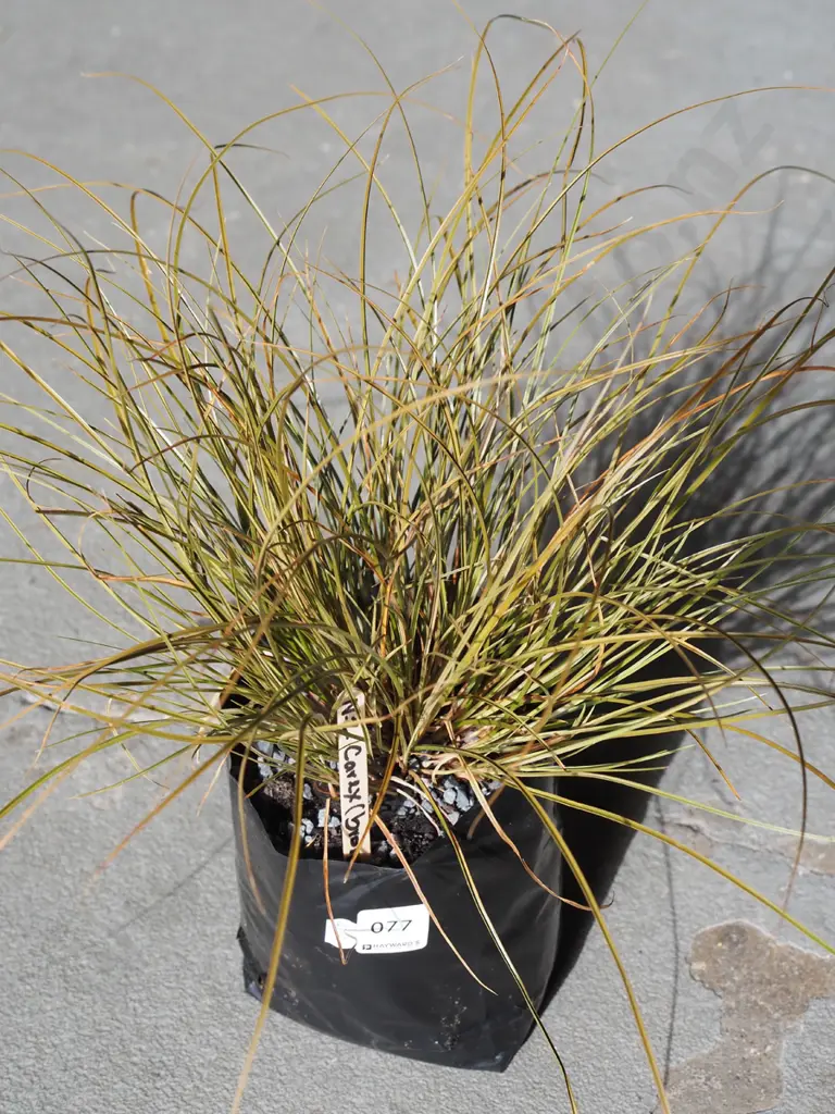 NZ bronze carex in bag Image 1++