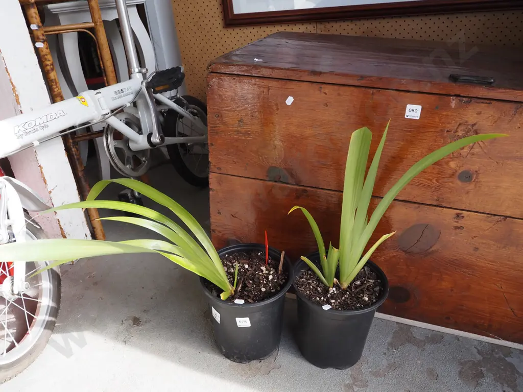 2x potted irises Image 1++