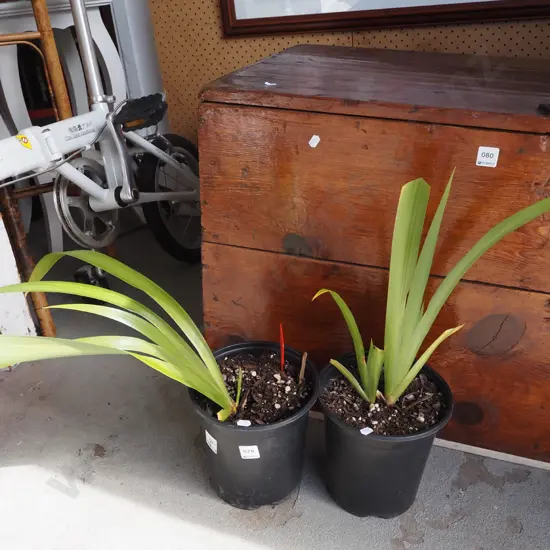 2x potted irises