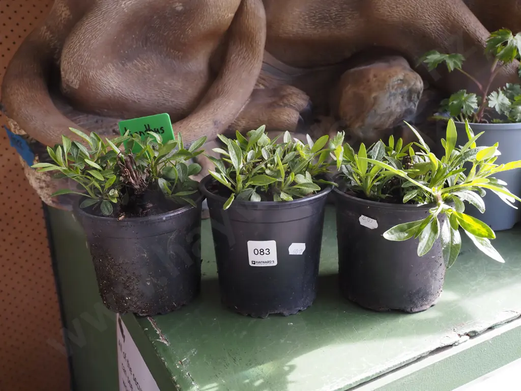 3x potted dianthus Image 1++
