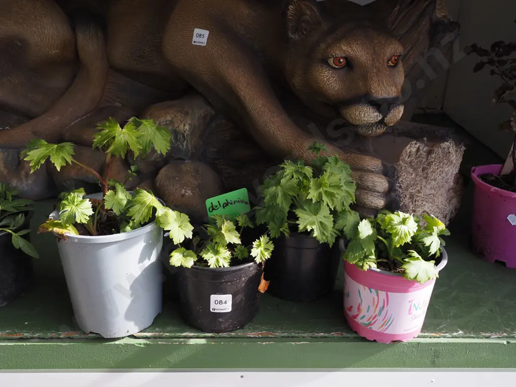 4x potted delphiniums Image 1++