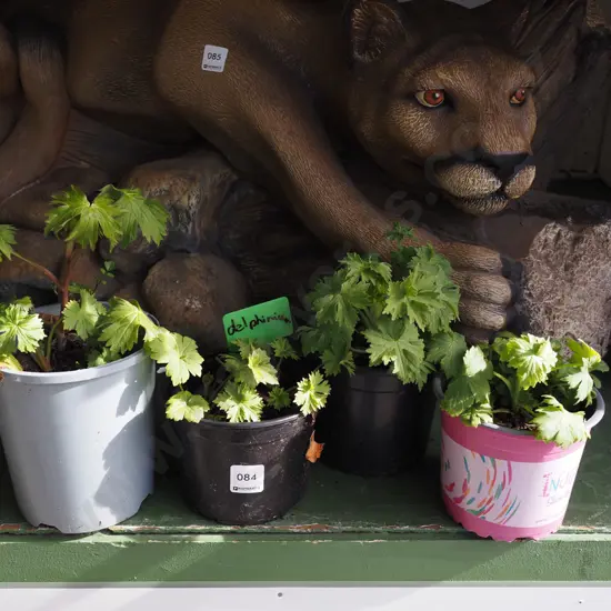4x potted delphiniums