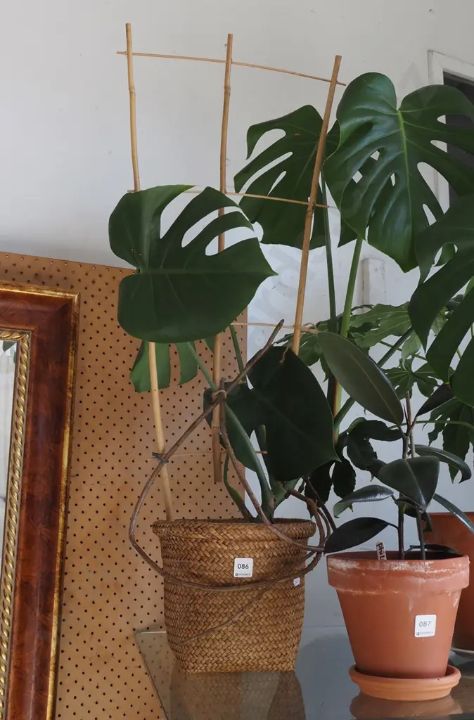 fruit salad plant in terracotta planter and woven cane jardiniere Total H-900 Image 1++