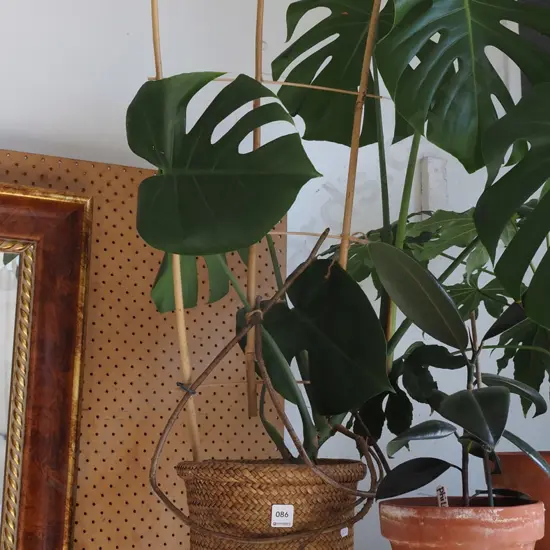 fruit salad plant in terracotta planter and woven cane jardiniere Total H-900