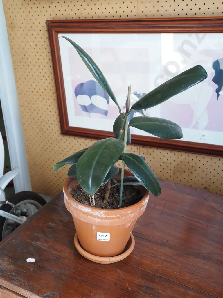 philodendron black knight in terracotta planter Image 1++