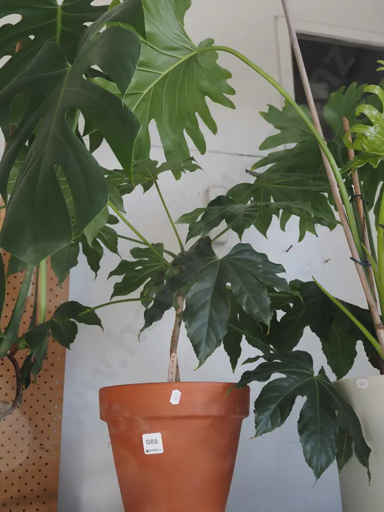 fatsia japonica in terracotta planter Image 1++