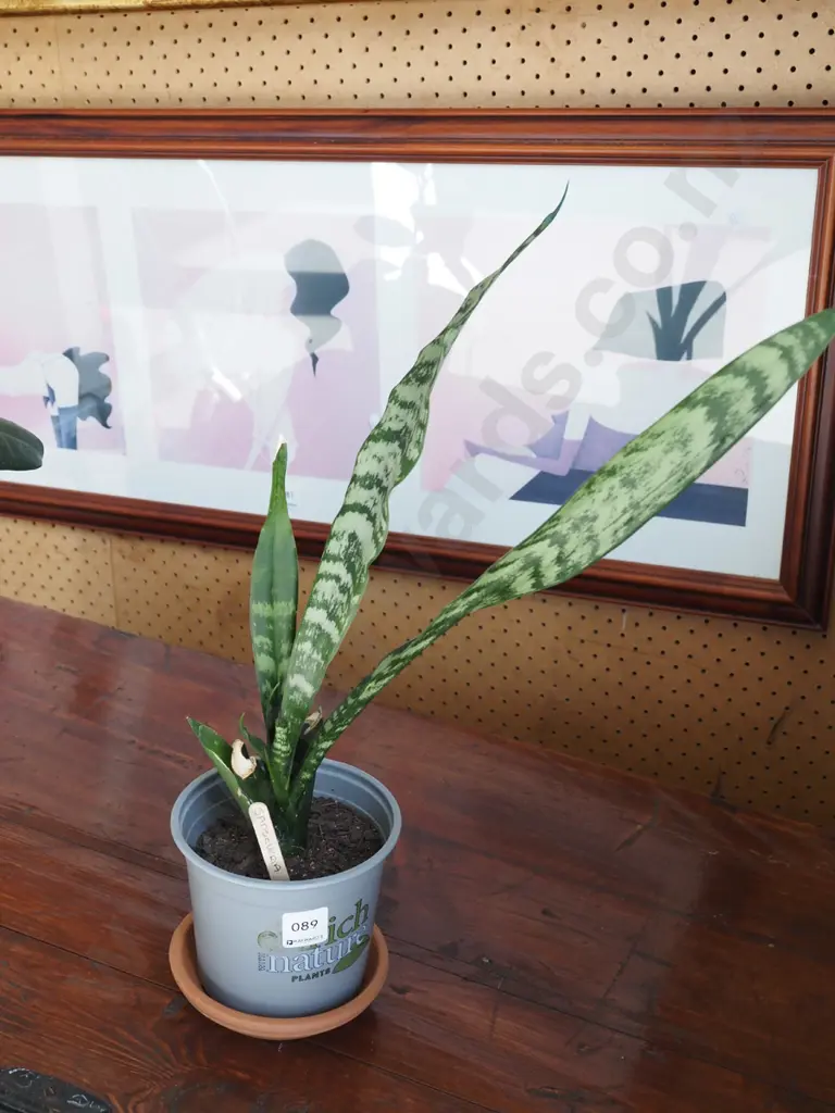 potted sansevieria in plastic planter Image 1++