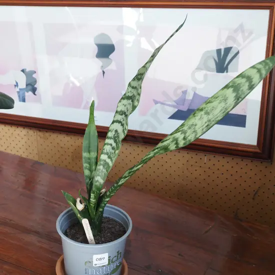 potted sansevieria in plastic planter
