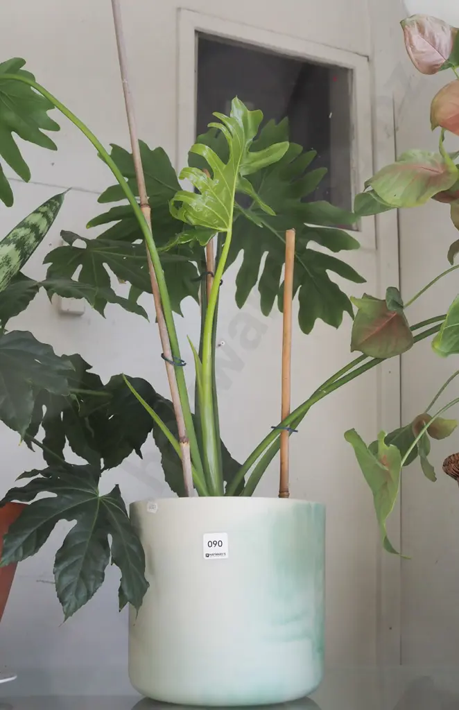 fruit salad plant in terracotta planter Image 1++