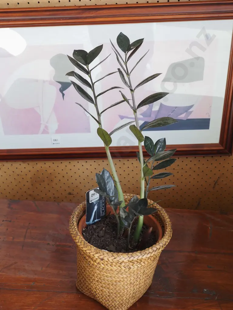 zamioculcas black knight in terracotta planter and cane jardiniere Image 1++