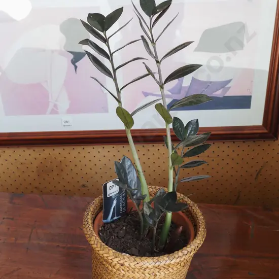 zamioculcas black knight in terracotta planter and cane jardiniere