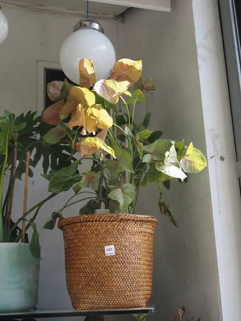 syngoniun in terracotta planter and cane jardiniere Image 1++