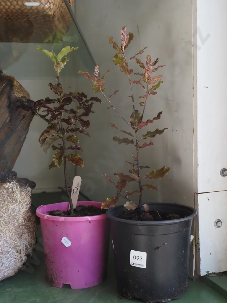 2x potted red matipo Image 1++