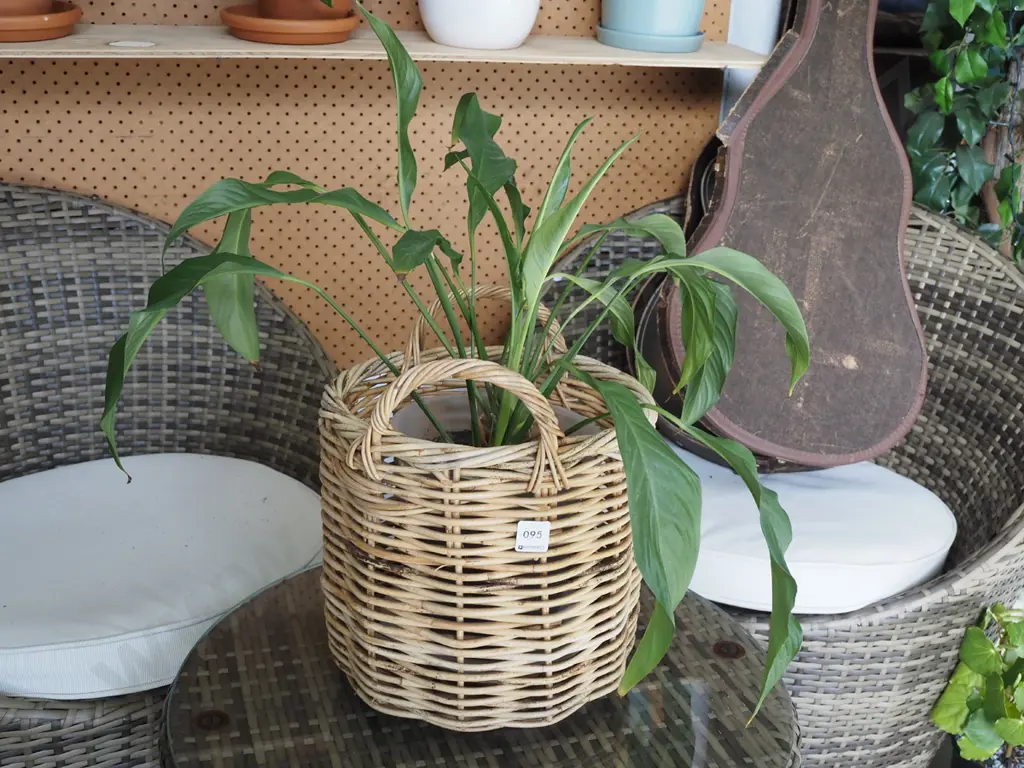 potted peace lily in small cane basket Image 1++