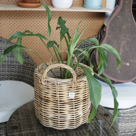 potted peace lily in small cane basket