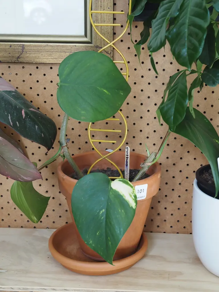 pothos in terracotta planter Image 1++