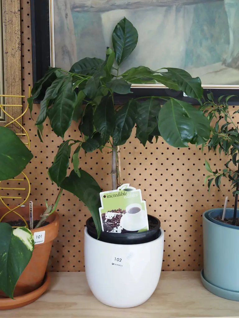 coffee plant and planter and white jardiniere Image 1++