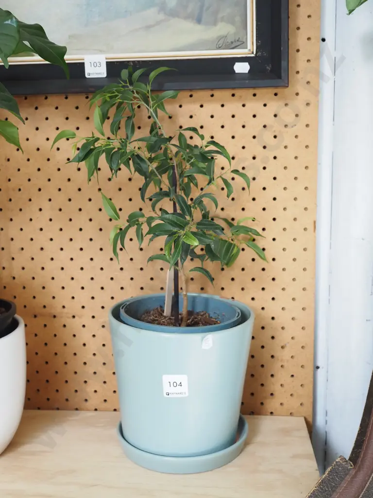 potted ficus Image 1++