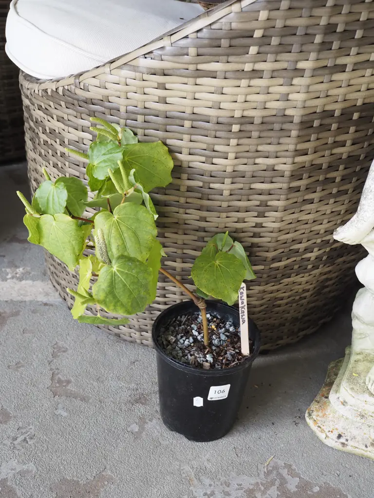 potted kawakawa Image 1++