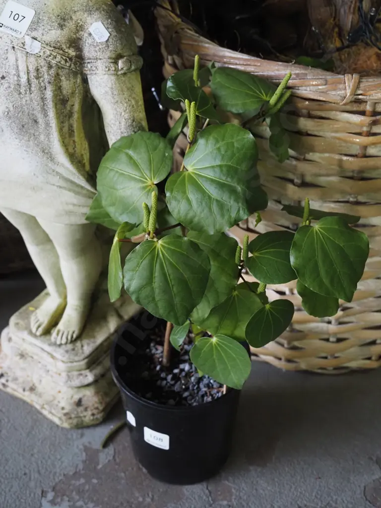 potted kawakawa Image 1++
