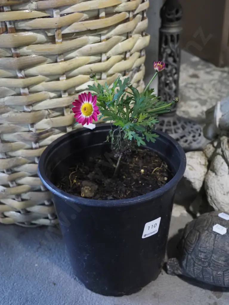 potted daisy Image 1++