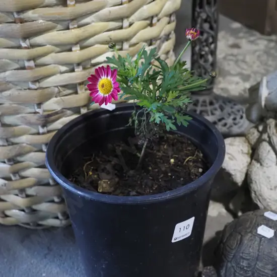 potted daisy