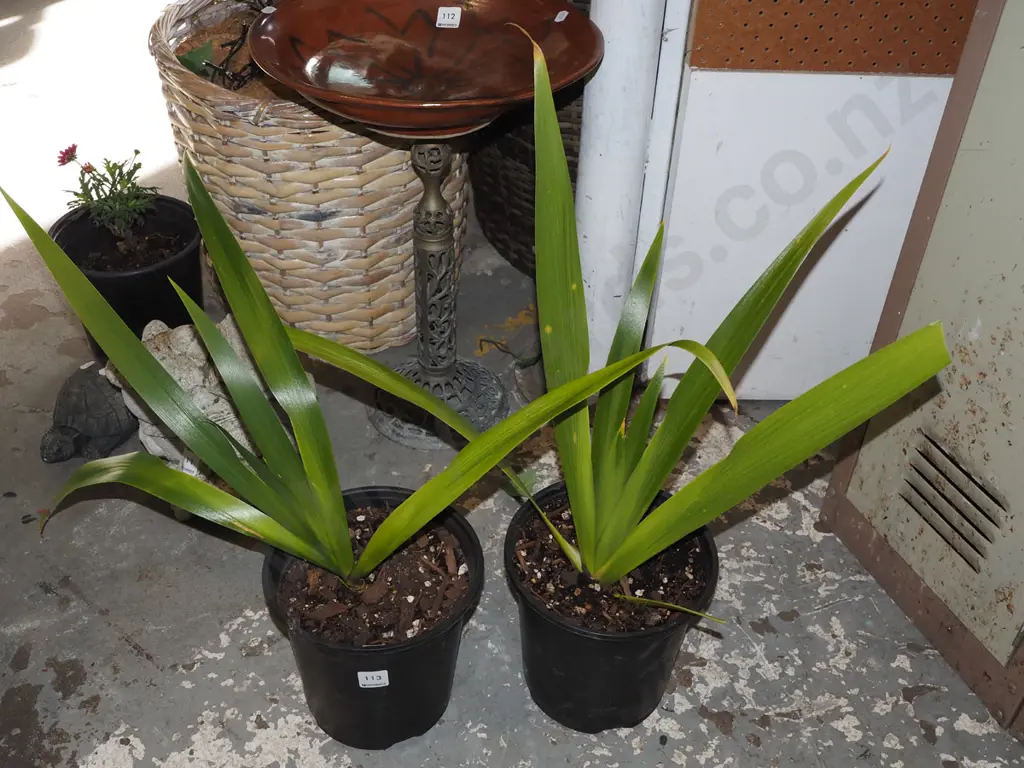 2x potted irises Image 1++