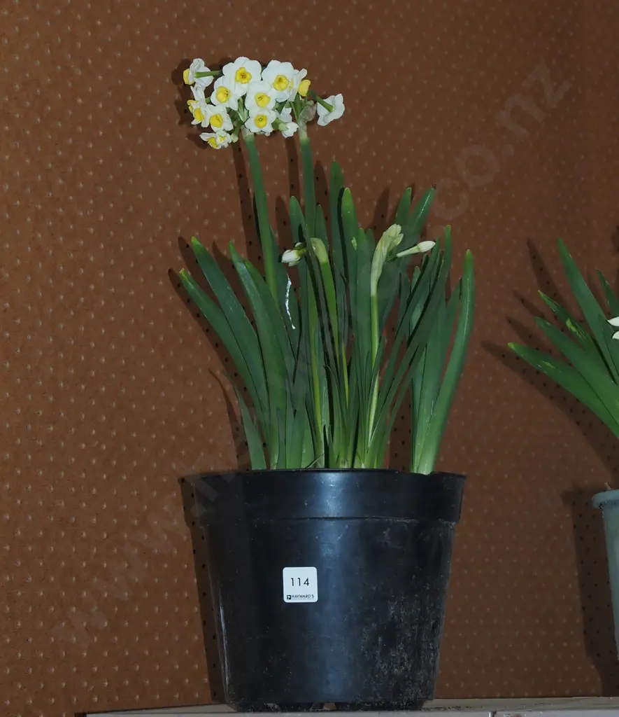 potted daffodils Image 1++