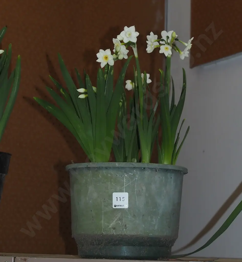potted daffodils Image 1++