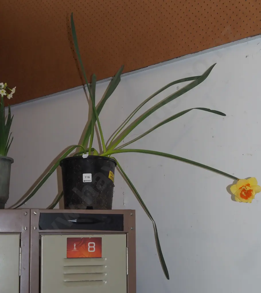 potted daffodils Image 1++