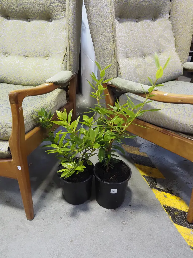 2x potted pohutukawa Image 1++