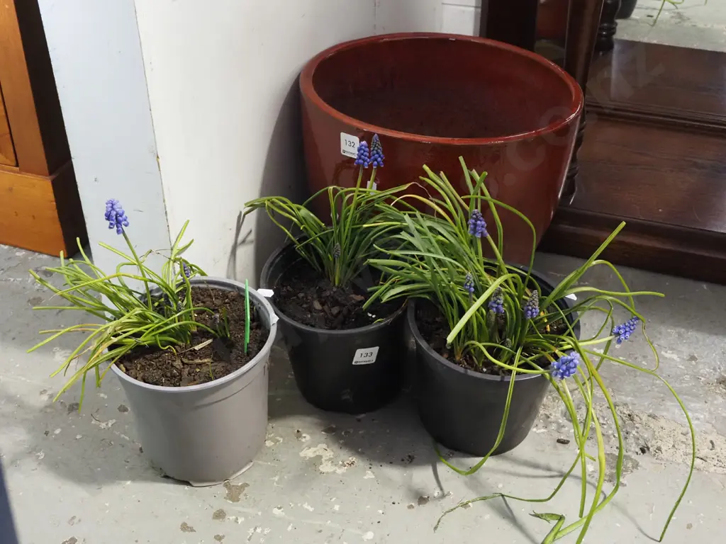 3x potted matchhead plants Image 1++