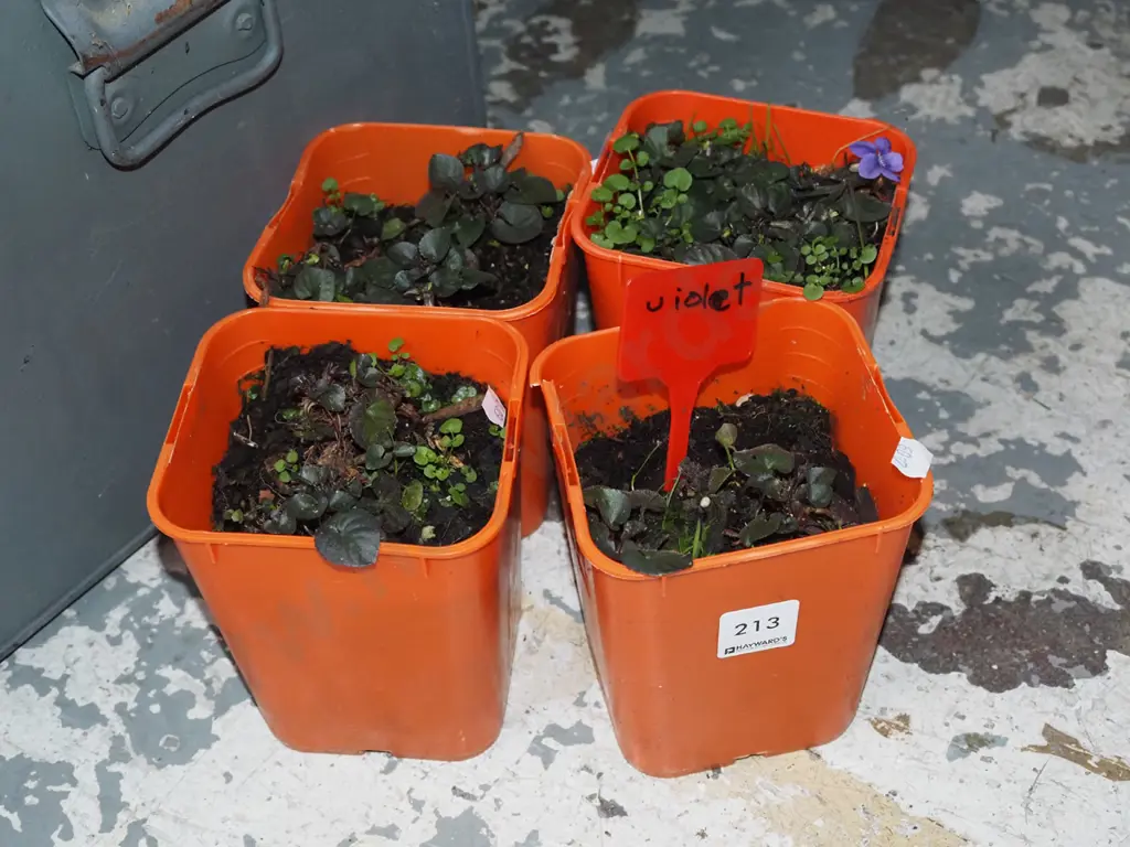4x potted violets Image 1++