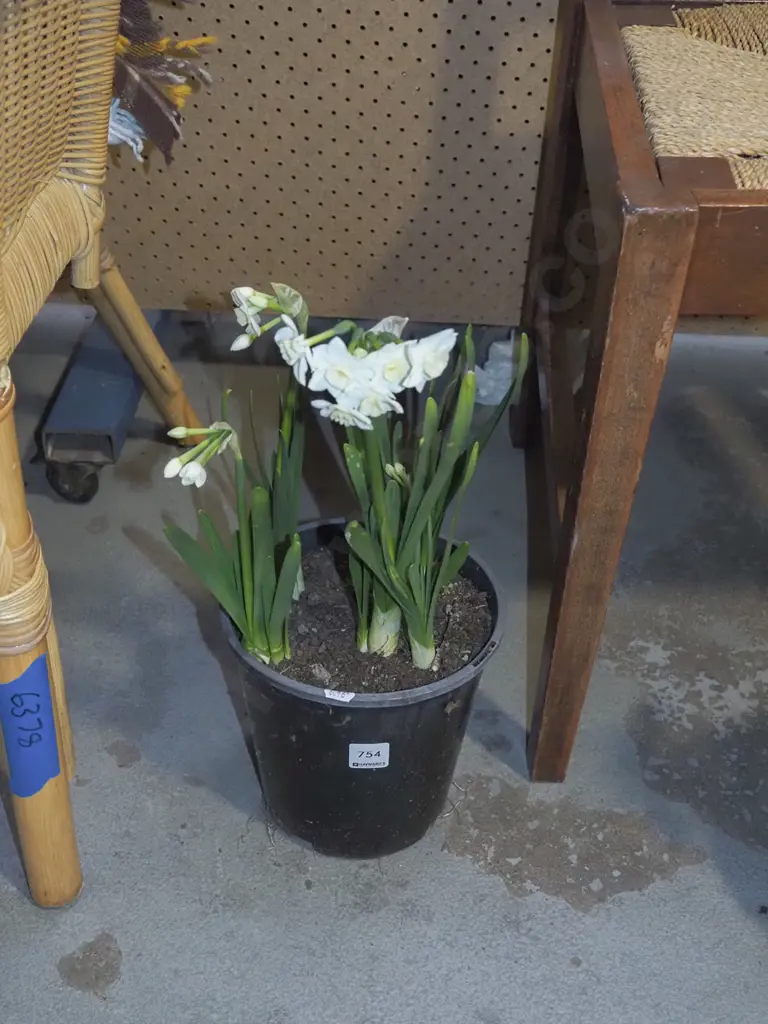 potted daffodils Image 1++