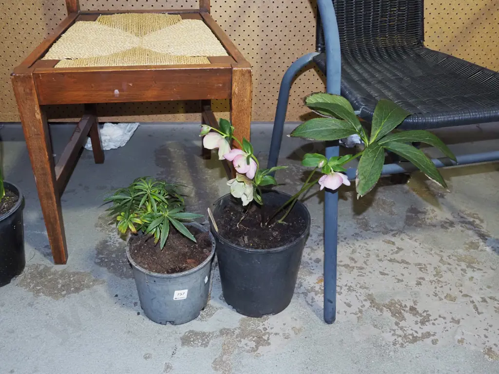 2x potted hellebores Image 1++