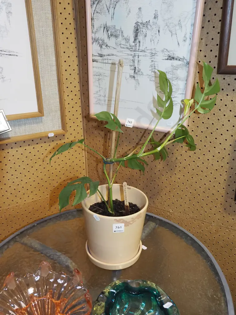 potted indoor plant - petrasperma Image 1++