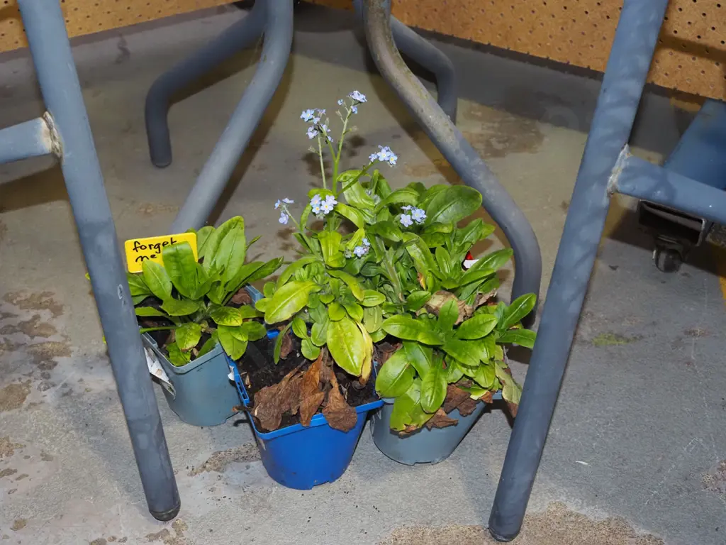 4x potted forget me nots Image 1++