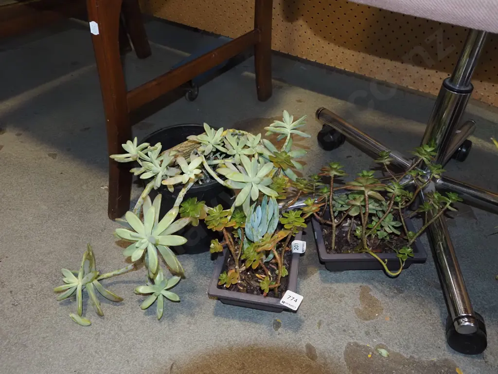 3x potted succulents Image 1++
