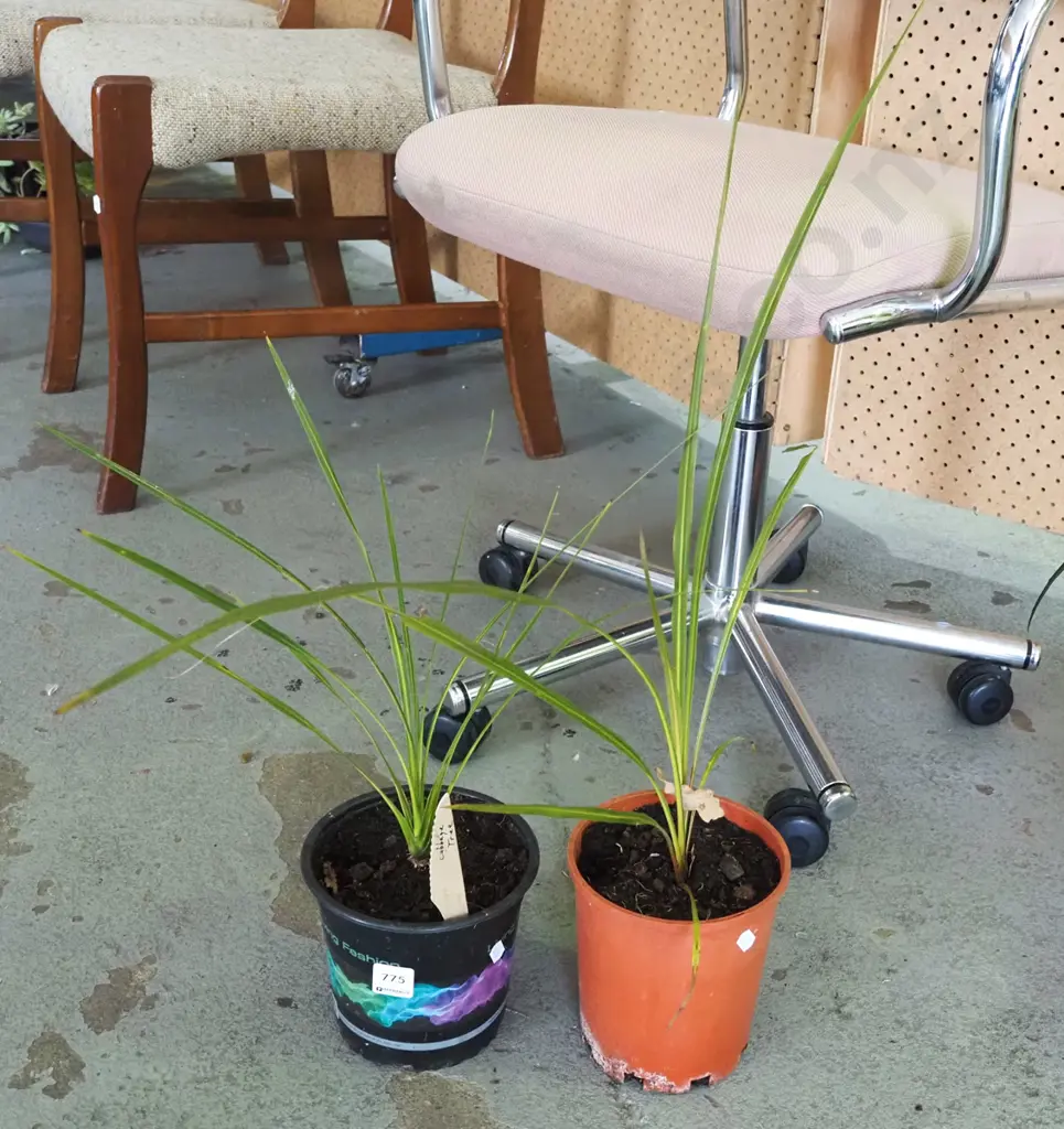 2x potted cabbage trees Image 1++