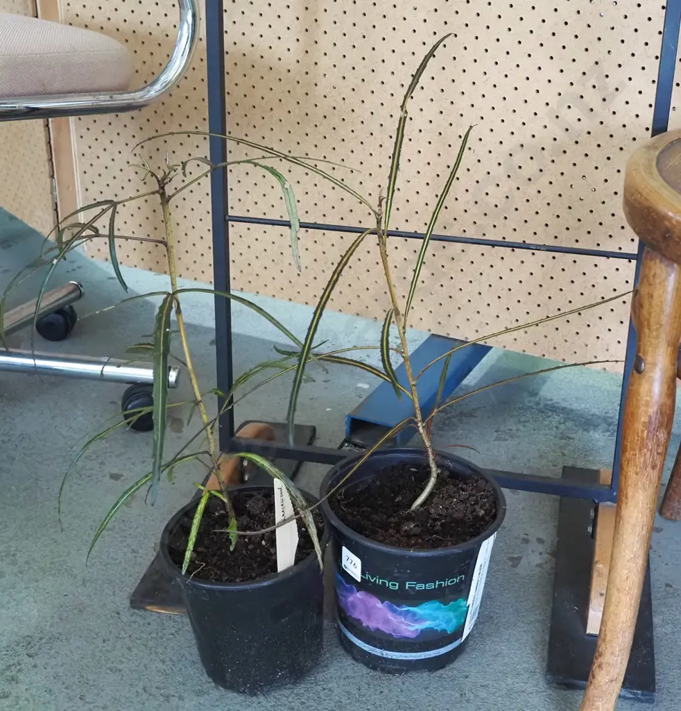 2x potted lancewoods Image 1++