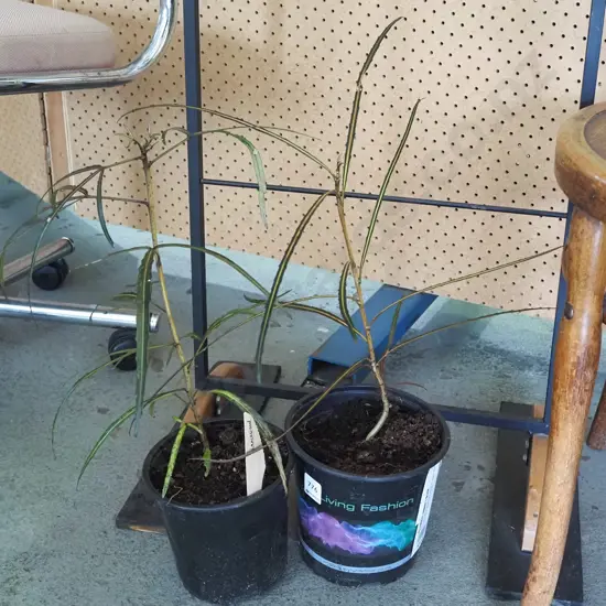 2x potted lancewoods