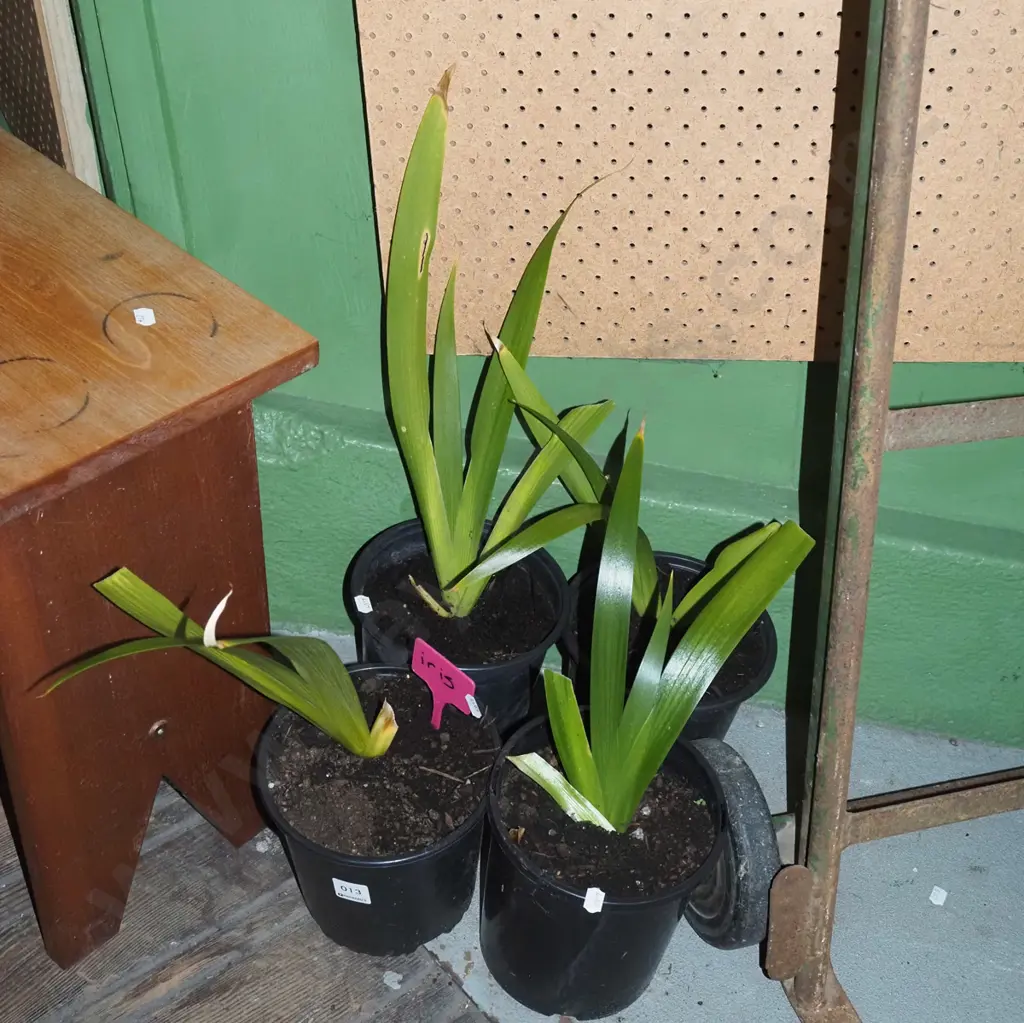 4x potted irises Image 1++
