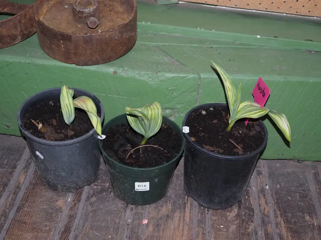 3x potted variegated hostas Image 1++