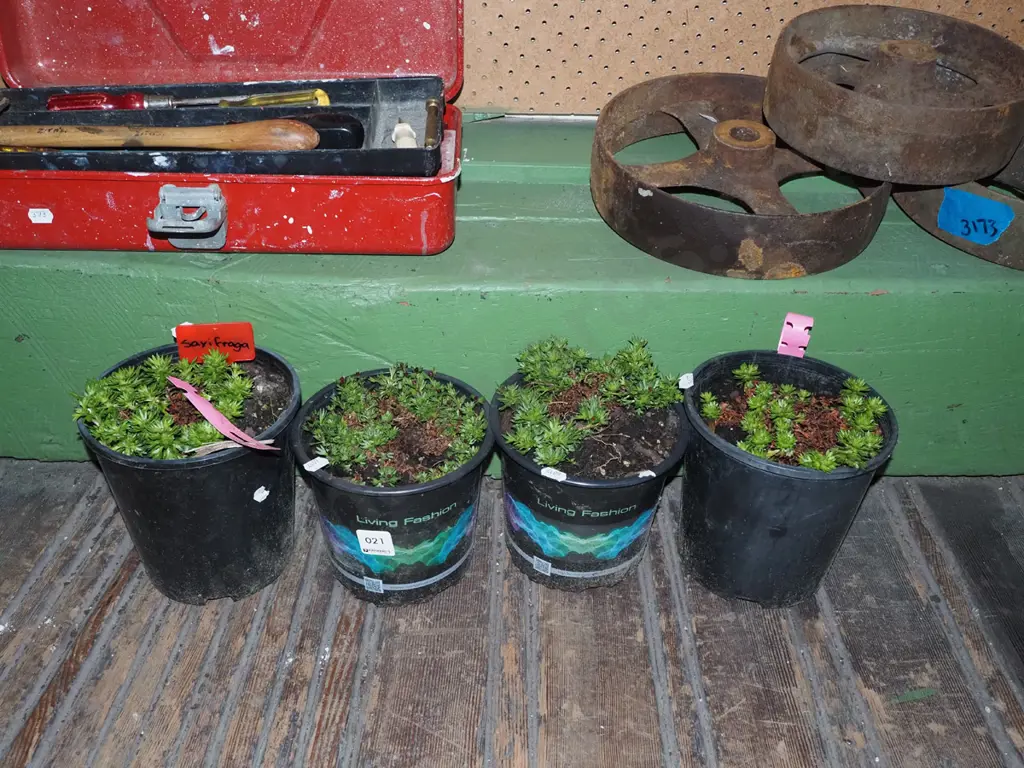 4x pottted saxifraga Image 1++
