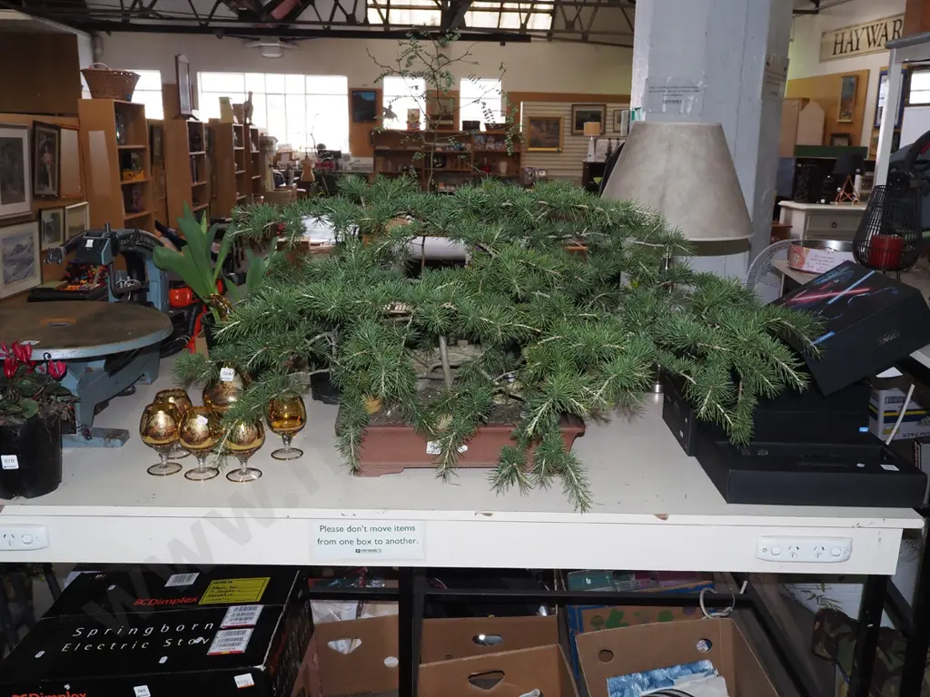 bonsai in planter Total H550 W970 Image 1++