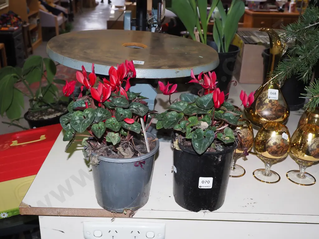 2x potted crimson cyclamens Image 1++
