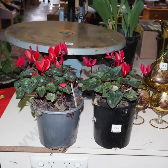 2x potted crimson cyclamens