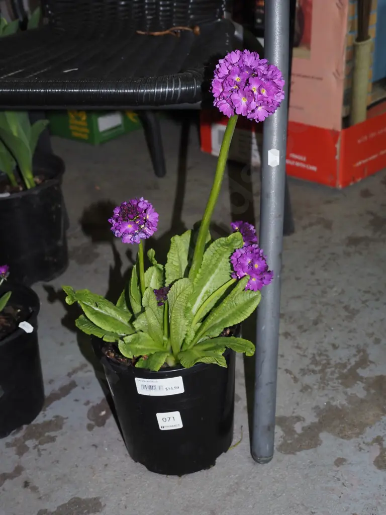 potted primula drumstick Image 1++