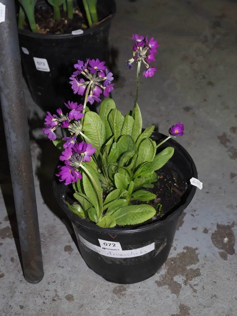 potted primula drumstick Image 1++