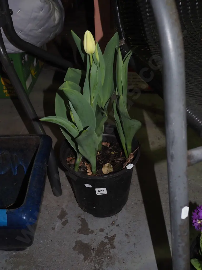 potted tulips - yellow Image 1++